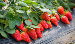 吃瓜爆料qq群2022草莓,吃瓜爆料QQ群里的甜蜜风暴